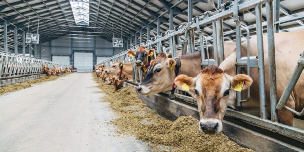 Jersey dairy cows in free livestock stall.