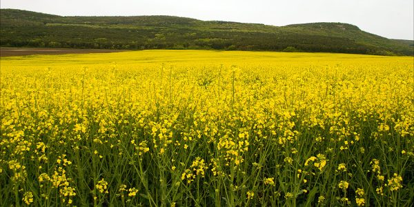 Близо 200 хил. площи в България са засети с рапица